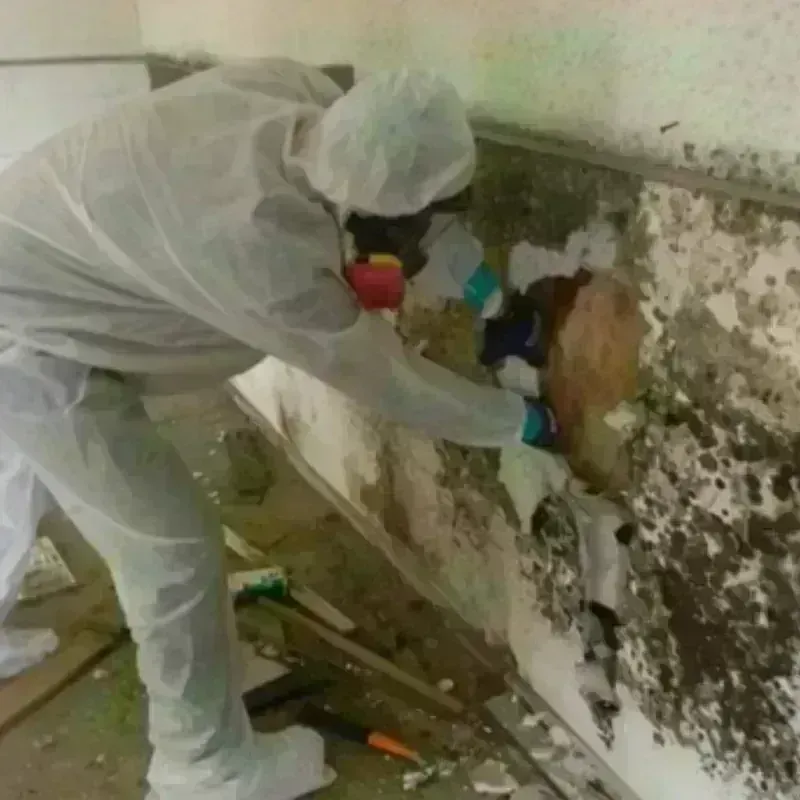 Best Mold Remediation and Removal Service in Central Park, WA